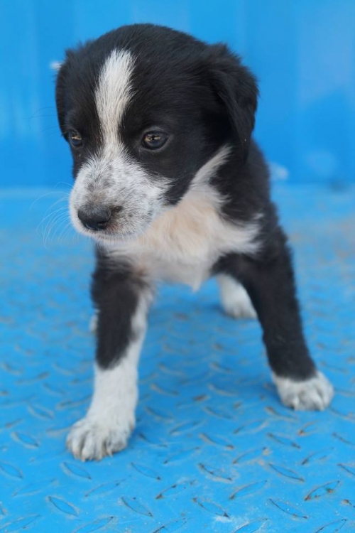 მეტისი უსახელო