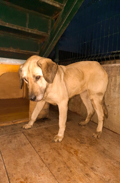 მეტისი ქავთარაძის N 3 თან ბაზრობაზე მიკედლებულია