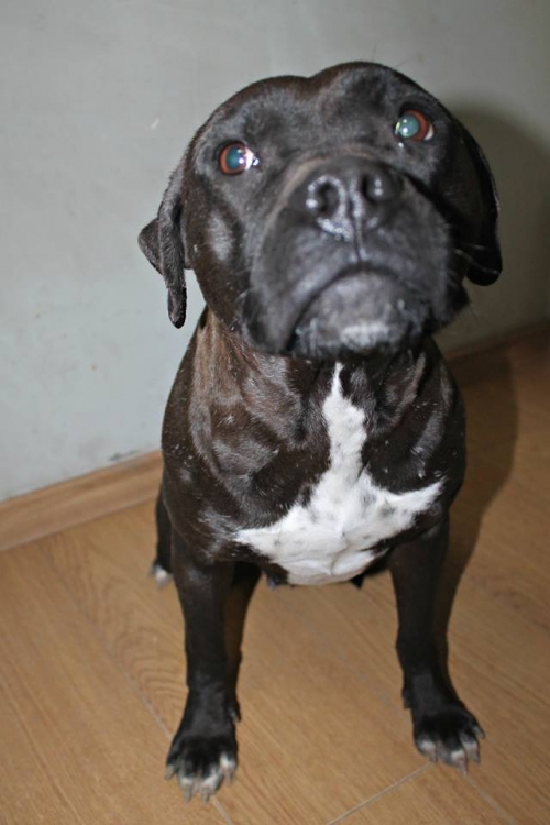 პიტი უსახელო