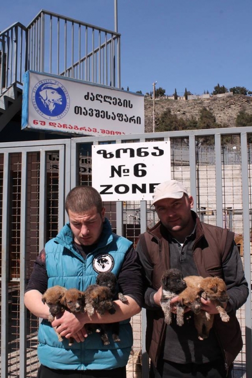 მეტისის ლეკვები უსახელო