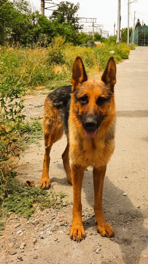 გერმანული ნაგაზი ქაირო 3 ქუჩა