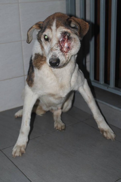 მეტისი უსახელო