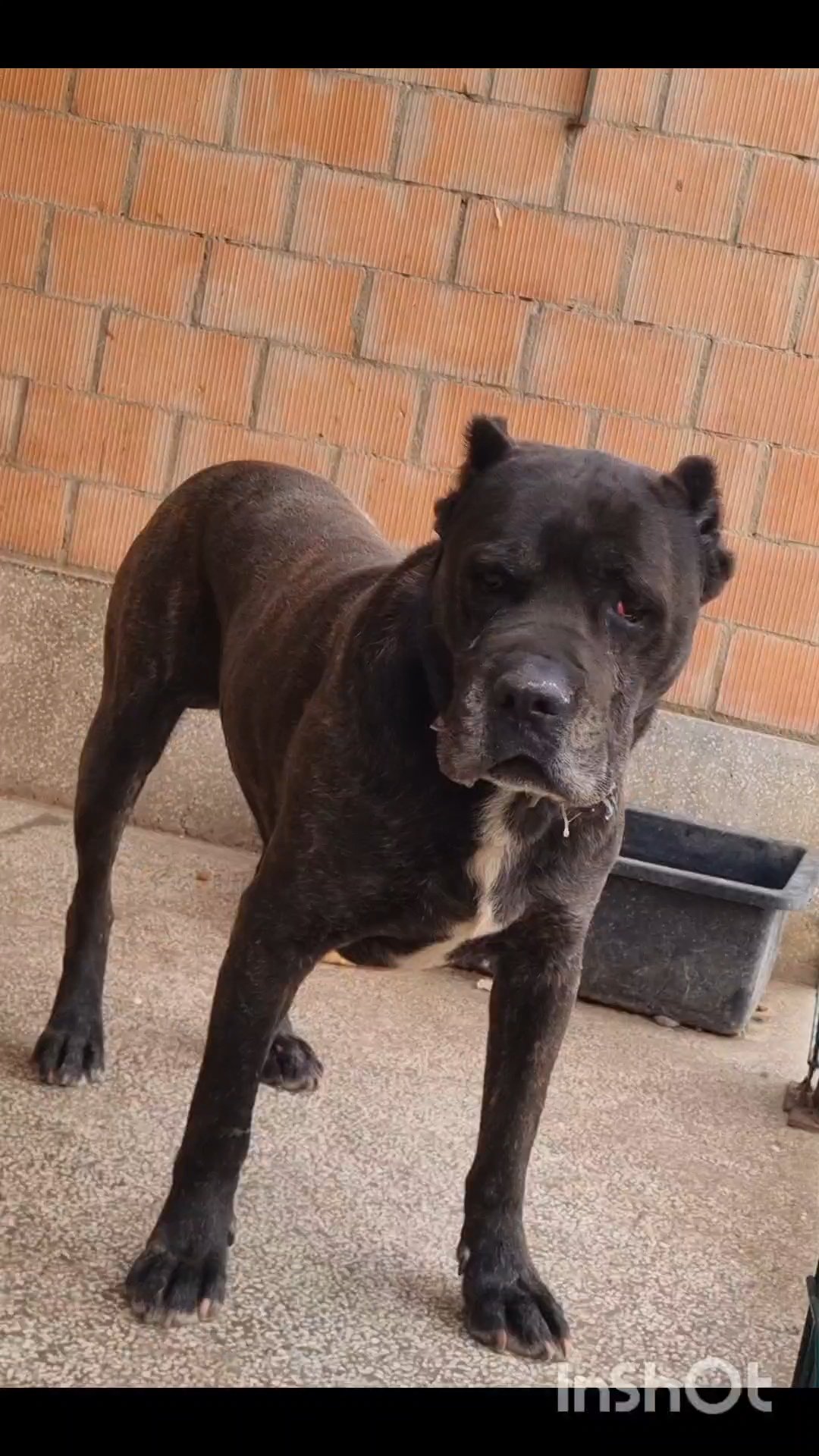 კანე კორსო. თელავი. ნეო