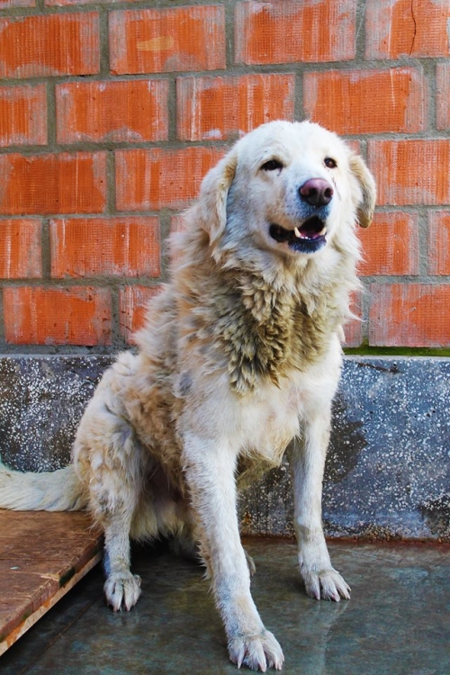 მეტისი სულიკო