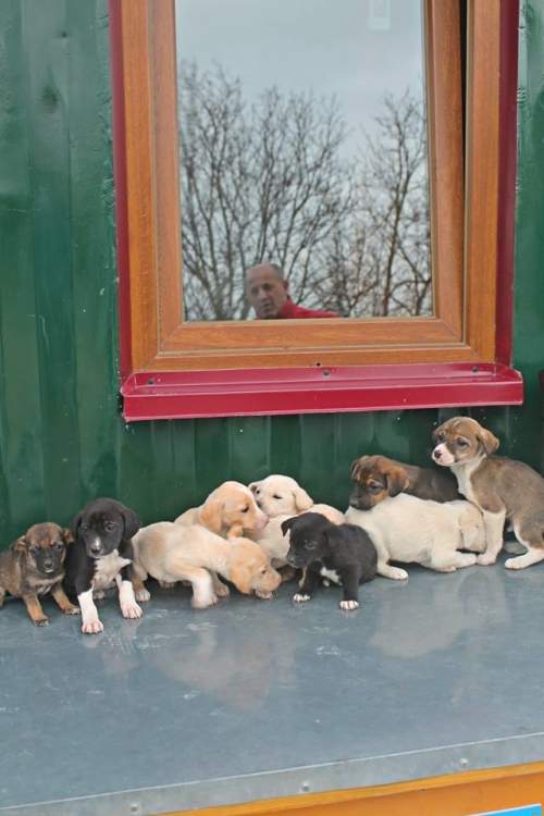 ლაბრადორის მეტისი უსახელო