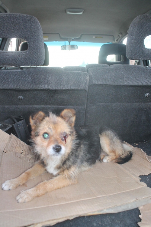 მეტისი უსახელო