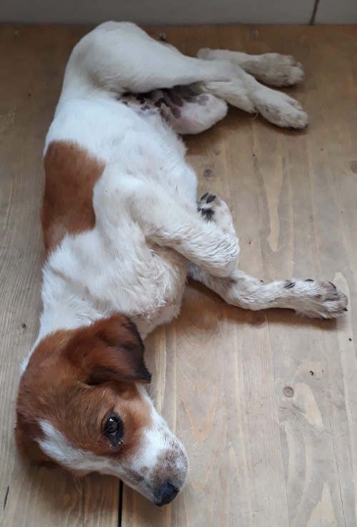 მეტისი უსახელო