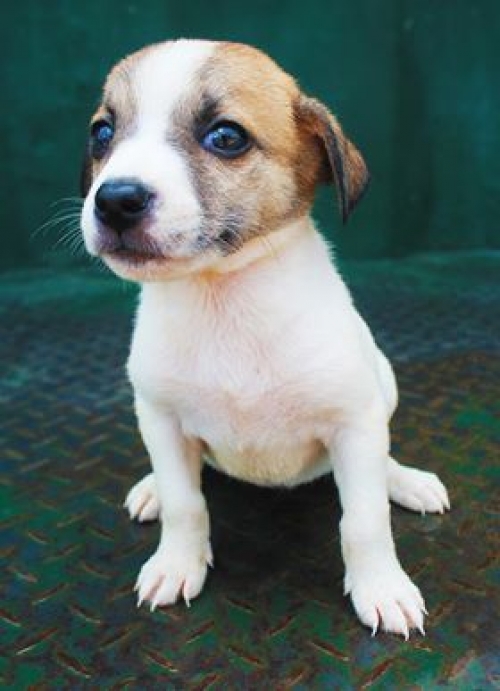 მეტისი უსახელო