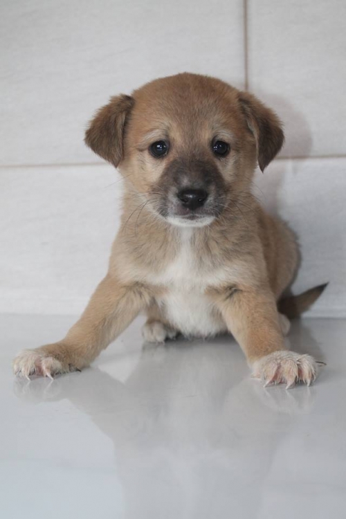 მეტისი უსახელო