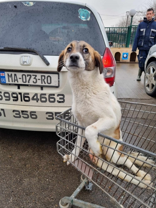 მეტისი ნაპოვნია აღაიანში შუშის ცეხში