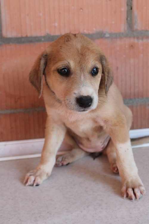 მეტისი უსახელო