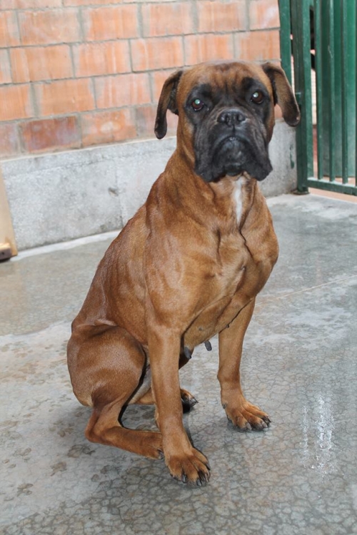 ბოქსიორი უსახელო