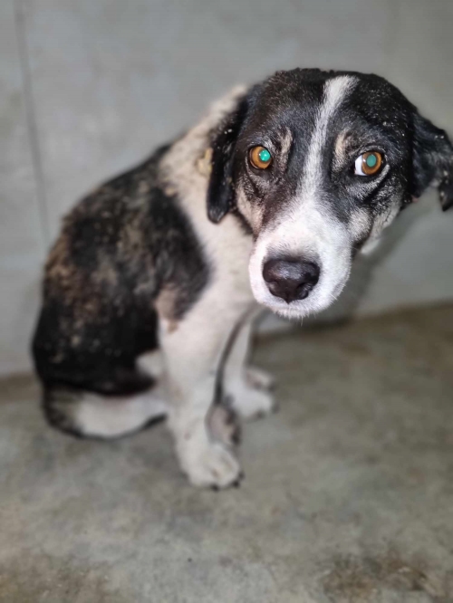 მეტისი მცხეთის დედათა მონასტერი