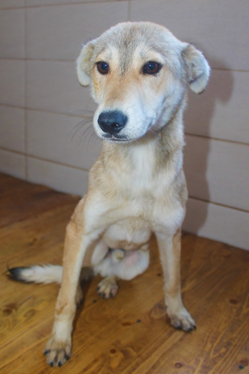 მეტისი უსახელო