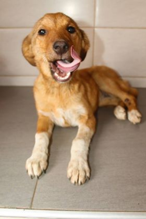 მეტისი უსახელო