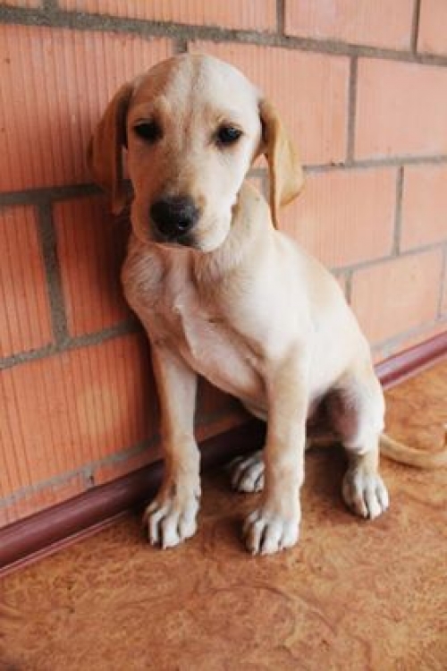 ლაბრადორის მეტისი უსახელო