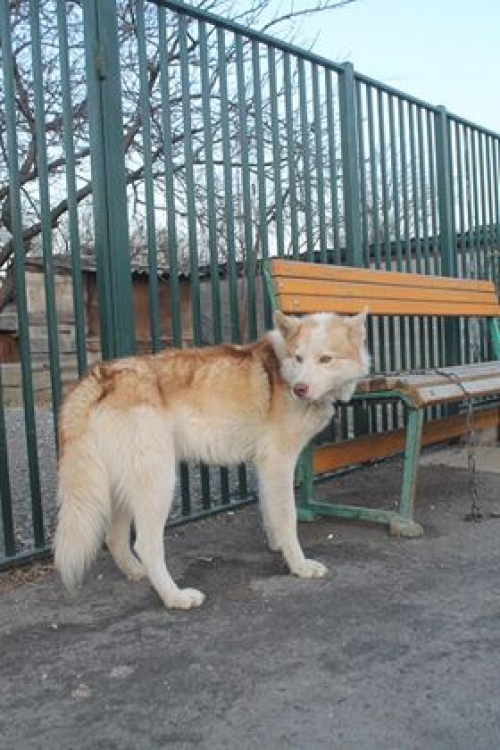 ლაიკა რემი