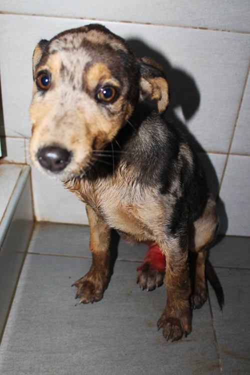 მეტისი უსახელო