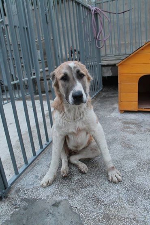 ქართული ნაგაზი ლომა