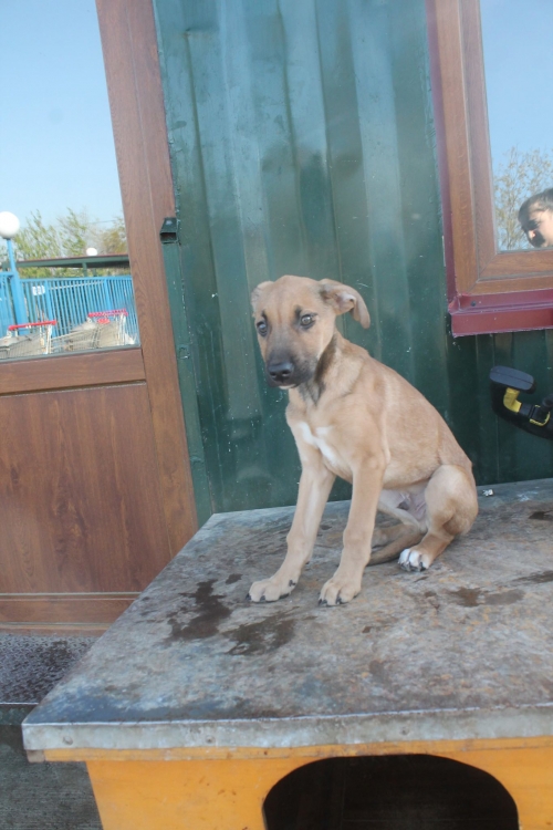 მეტისი უსახელო