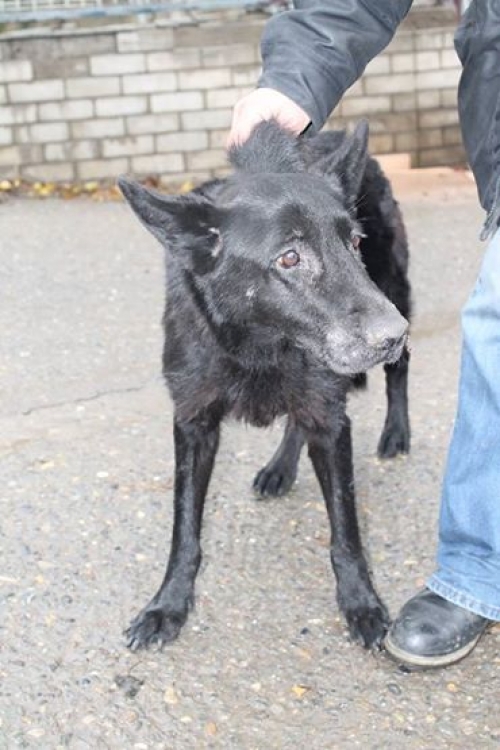 ბელგიური ნაგაზი შერი