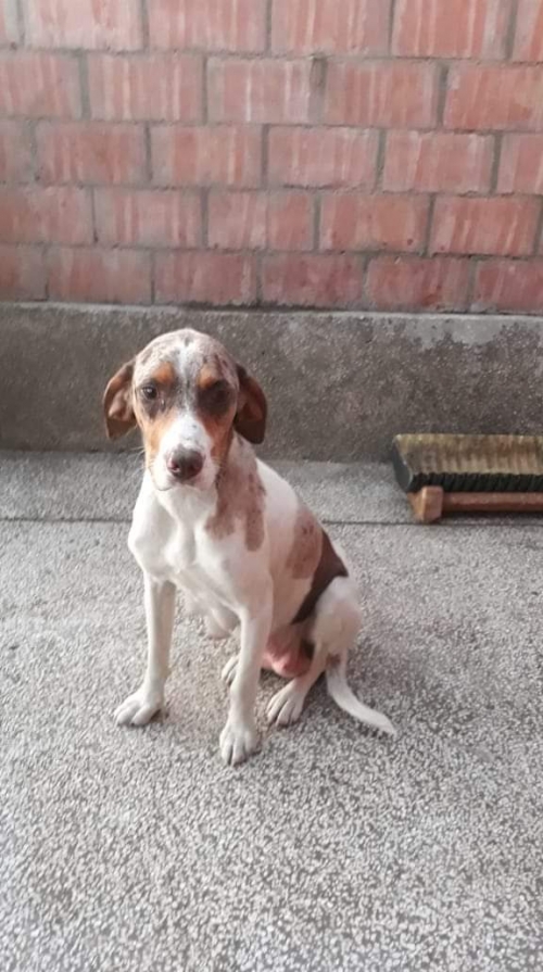 მეტისი უსახელო