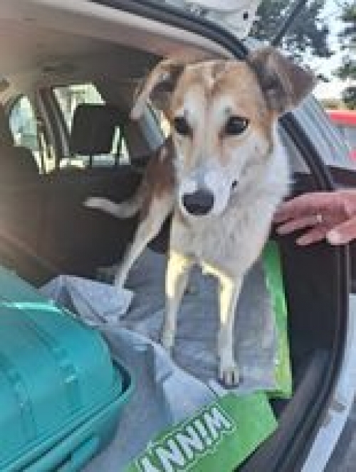 მეტისი ენგური