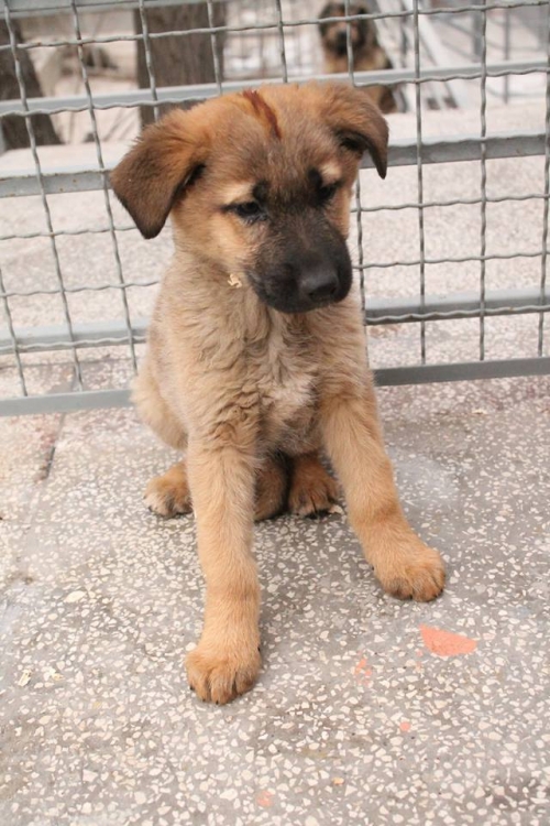 მეტისი უსახელო