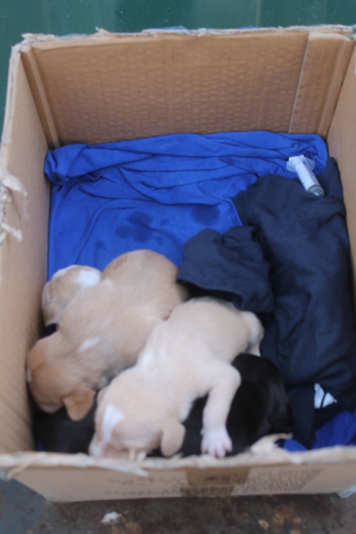 მეტისი უსახელო