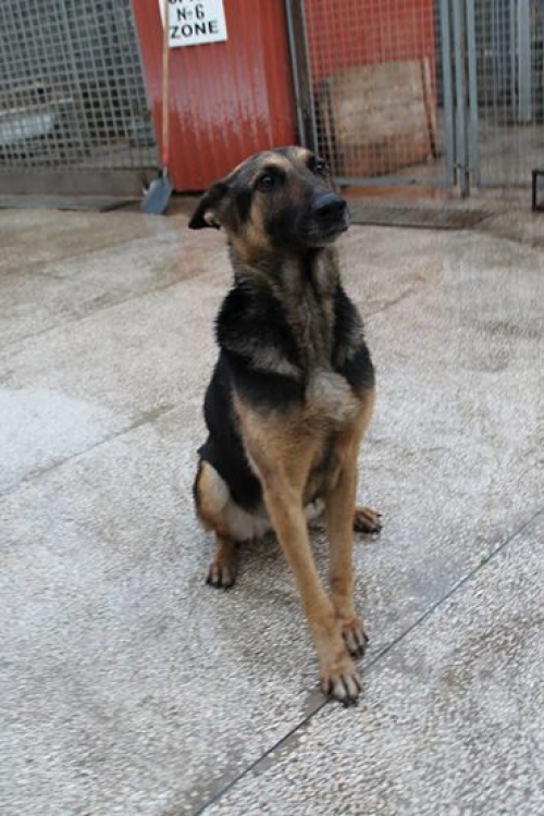 გერმანული ნაგაზი უსახელო