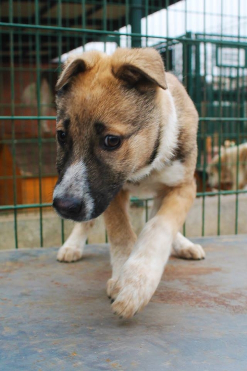 მეტისი უსახელო