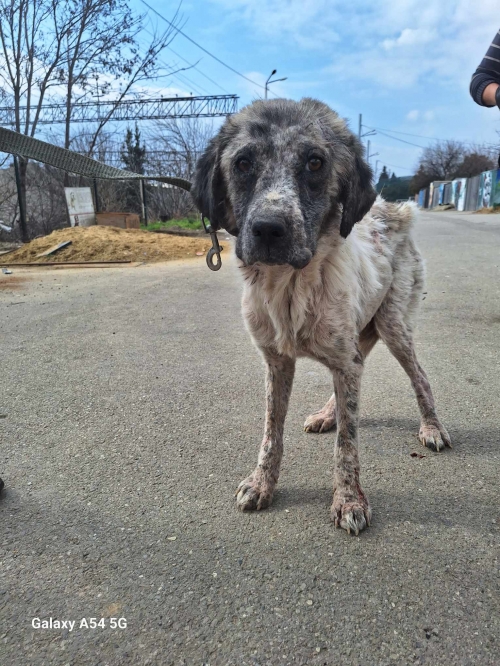 ქართული ქოფაკი ვატკეთილის მეურნეობა