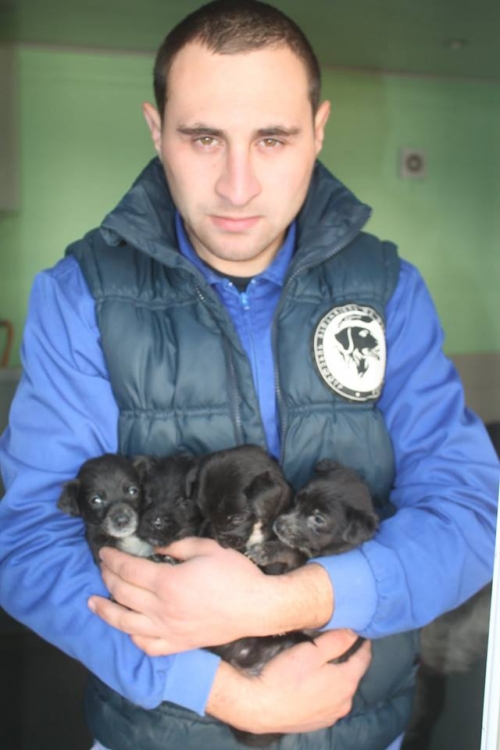 მეტისის ლეკვები უსახელო