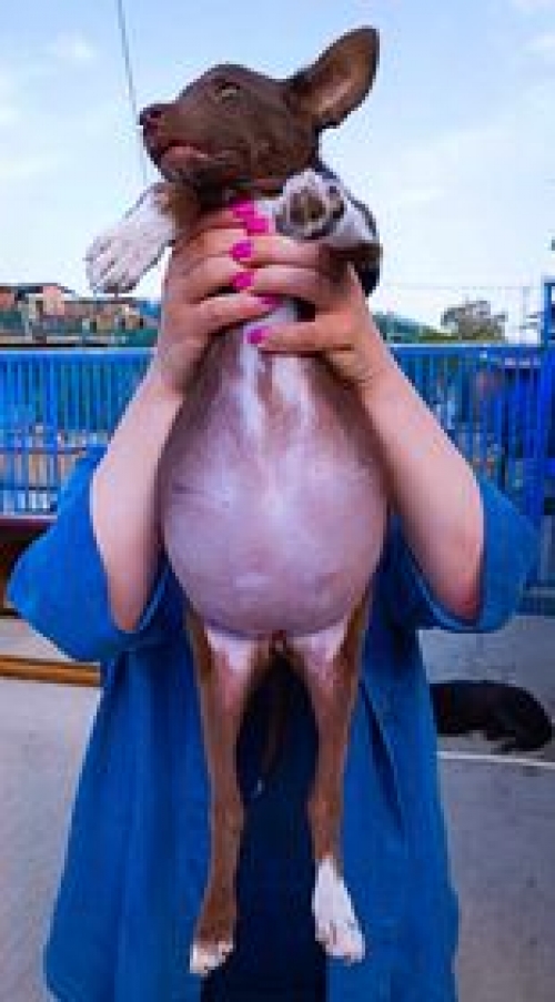 მეტისი გორი