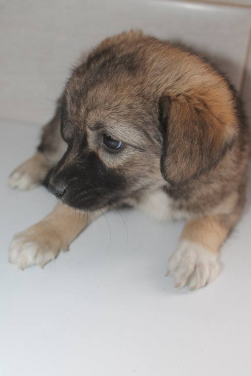 მეტისი უსახელო