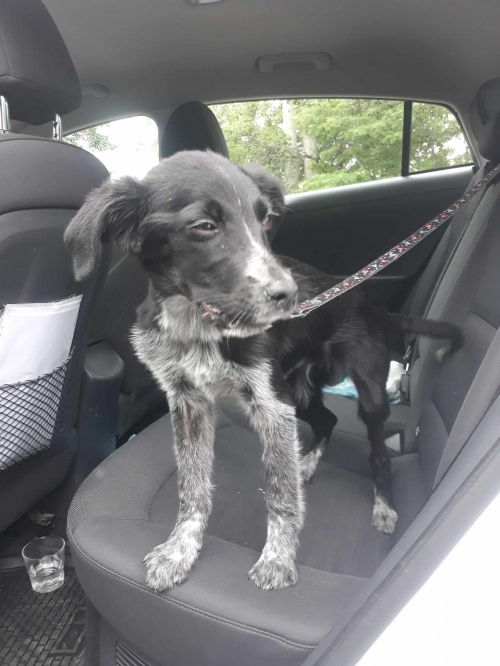 მეტისი ქუთაისი