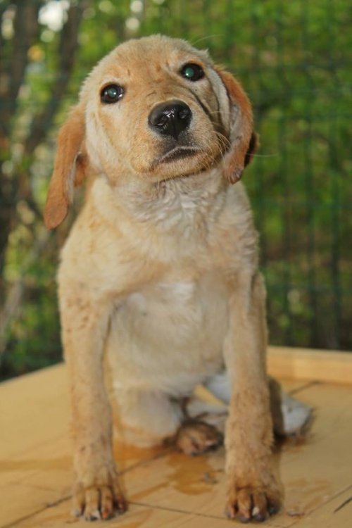 მეტისი უსახელო