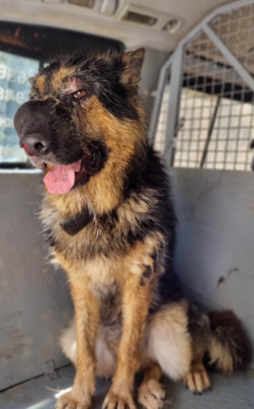 გერმანული ნაგაზი ტობი