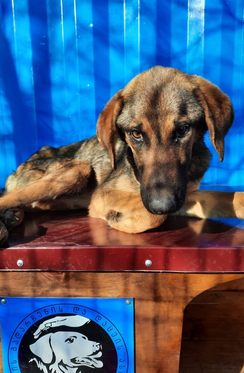 მეტისი კასპი