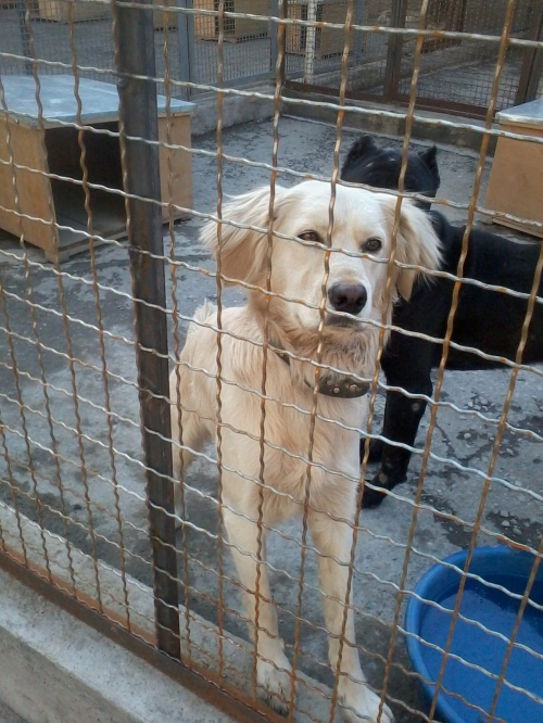 მეტისი ბუბუ