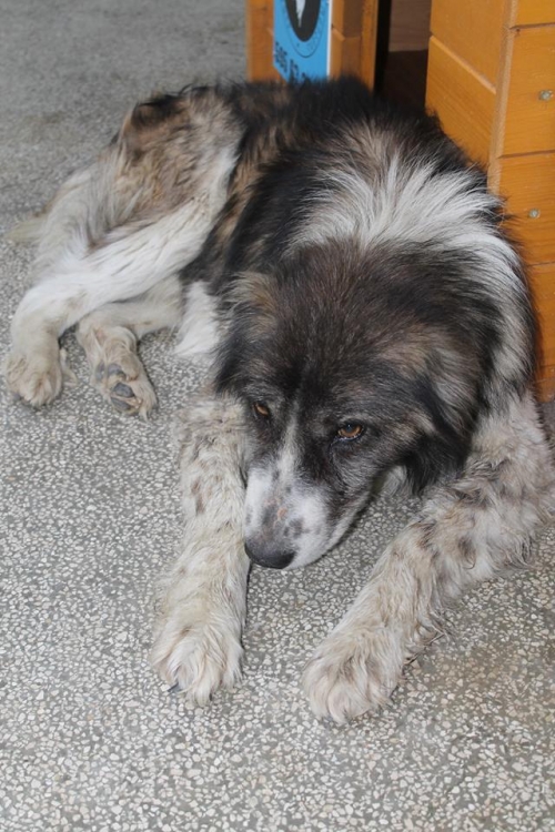 ქართული ქოფაკი უსახელო