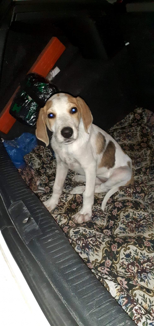 გონჩი ლედი