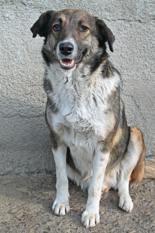 მეტისი უსახელო