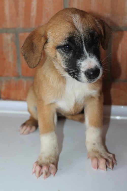 მეტისი უსახელო