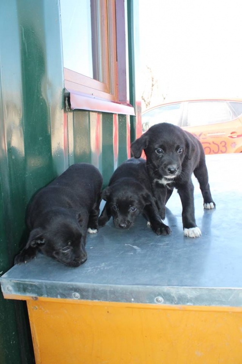 მეტისის ლეკვები უსახელო