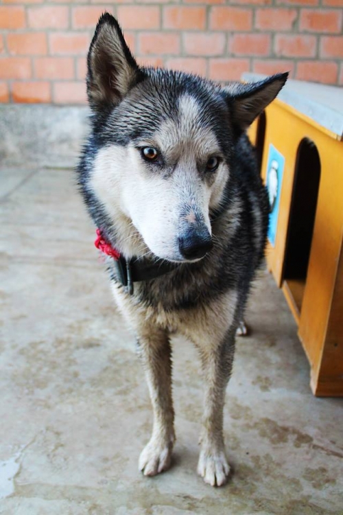 ლაიკა უსახელო
