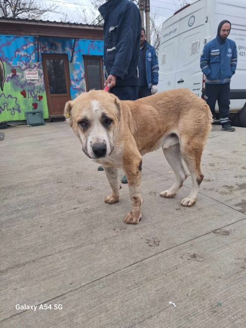 ქართული ნაგაზი გადმოყვანილია მუნიციპალური თავშესაფრიდან