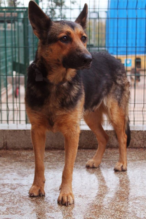 გერმანული ნაგაზი უსახელო