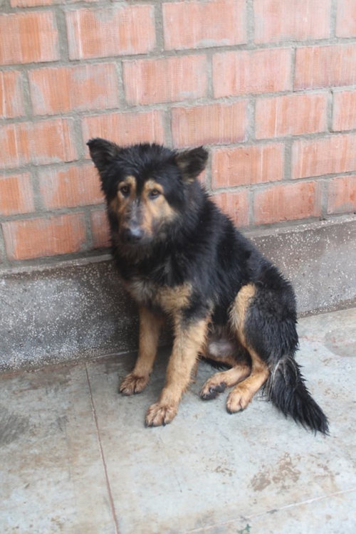 გერმანული ნაგაზი რეი