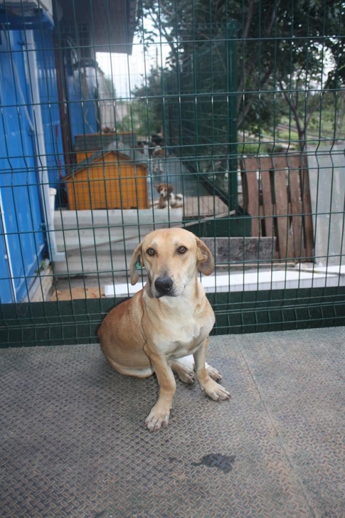 მეტისი უსახელო